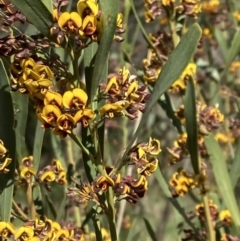 Daviesia mimosoides subsp. mimosoides at Kambah, ACT - 3 Oct 2021 by George