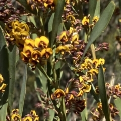 Daviesia mimosoides subsp. mimosoides at Kambah, ACT - 3 Oct 2021