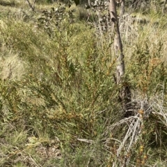 Daviesia mimosoides subsp. mimosoides at Kambah, ACT - 3 Oct 2021 11:09 AM