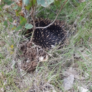 Tachyglossus aculeatus at Molonglo Valley, ACT - 3 Oct 2021 01:34 PM