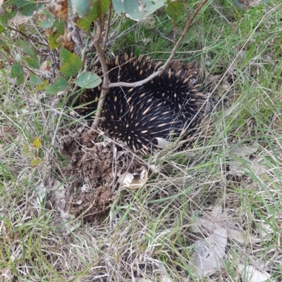 Tachyglossus aculeatus (Short-beaked Echidna) at Molonglo Valley, ACT - 3 Oct 2021 by danswell