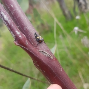 Eurymeloides pulchra at Holt, ACT - 3 Oct 2021