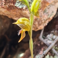 Oligochaetochilus aciculiformis (Needle-point rustyhood) at Stromlo, ACT - 3 Oct 2021 by AaronClausen