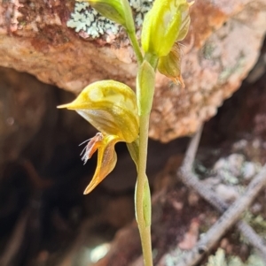 Oligochaetochilus aciculiformis at Stromlo, ACT - 3 Oct 2021