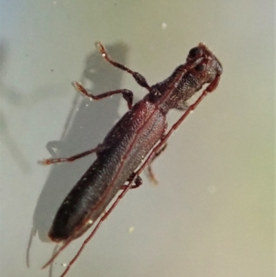 Phalota obscura (Longhorn beetle) at Cook, ACT - 27 Sep 2021 by CathB