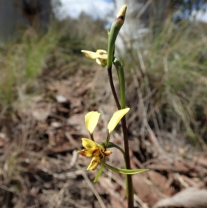 Diuris nigromontana at Cook, ACT - suppressed