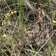 Diuris nigromontana at Cook, ACT - 27 Sep 2021