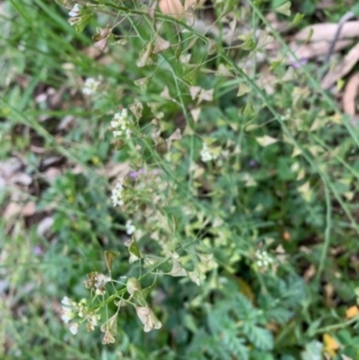 Capsella bursa-pastoris (Shepherd's Purse) at Katoomba Park, Campbell - 19 Sep 2021 by MargD