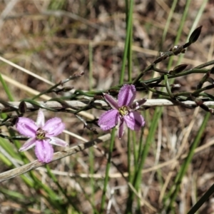 Thysanotus patersonii at Cook, ACT - 27 Sep 2021