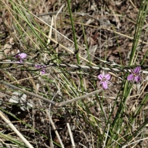 Thysanotus patersonii at Cook, ACT - 27 Sep 2021