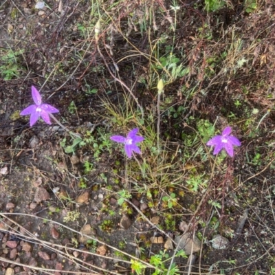 Glossodia major (Wax Lip Orchid) at Paddys River, ACT - 2 Oct 2021 by NickiTaws