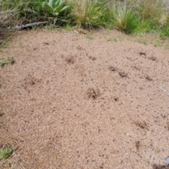 Iridomyrmex purpureus (Meat Ant) at Jerrabomberra, ACT - 3 Oct 2021 by Mike