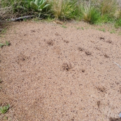 Iridomyrmex purpureus (Meat Ant) at Jerrabomberra, ACT - 3 Oct 2021 by Mike