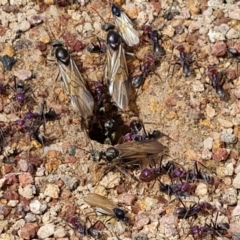 Iridomyrmex purpureus at Jerrabomberra, ACT - 3 Oct 2021