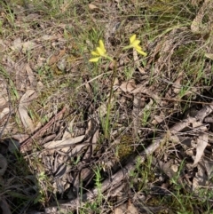 Diuris chryseopsis (Golden Moth) at Hall, ACT - 3 Oct 2021 by Rosie