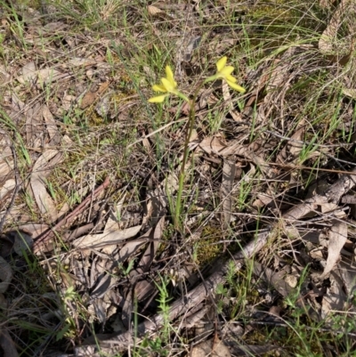 Diuris chryseopsis (Golden Moth) at Hall, ACT - 3 Oct 2021 by Rosie