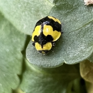 Illeis galbula at Kaleen, ACT - 3 Oct 2021 01:55 PM