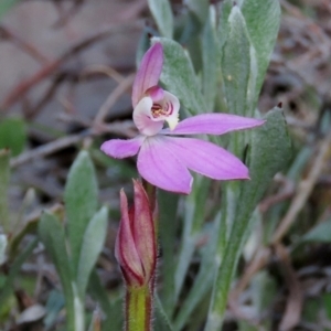 Caladenia carnea at Theodore, ACT - suppressed