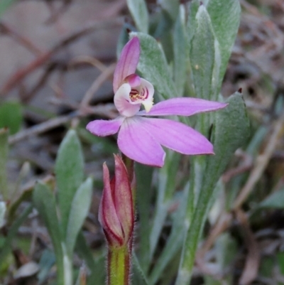 Caladenia carnea (Pink Fingers) at Tuggeranong Hill - 2 Oct 2021 by OwenH