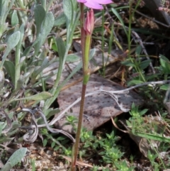 Caladenia carnea at Theodore, ACT - suppressed