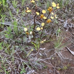 Diuris pardina (Leopard Doubletail) at Hall, ACT - 3 Oct 2021 by Rosie