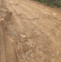 Pseudonaja textilis (Eastern Brown Snake) at Bungendore, NSW - 3 Oct 2021 by yellowboxwoodland