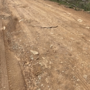 Pseudonaja textilis at Bungendore, NSW - 3 Oct 2021