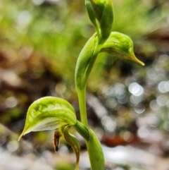 Oligochaetochilus aciculiformis (Needle-point rustyhood) at Uriarra Village, ACT - 3 Oct 2021 by RobG1