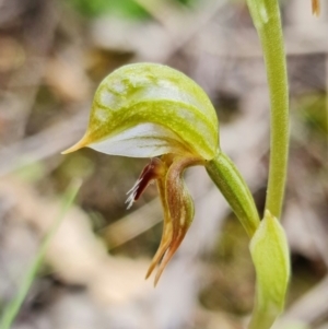 Oligochaetochilus aciculiformis at Uriarra Village, ACT - suppressed