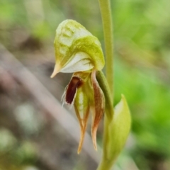 Oligochaetochilus aciculiformis at Uriarra Village, ACT - suppressed