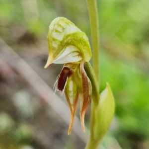 Oligochaetochilus aciculiformis at Uriarra Village, ACT - suppressed