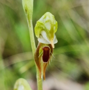 Oligochaetochilus aciculiformis at Uriarra Village, ACT - 3 Oct 2021