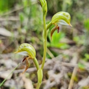 Oligochaetochilus aciculiformis at Uriarra Village, ACT - suppressed