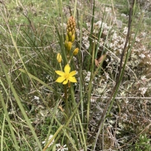 Bulbine bulbosa at Bungendore, NSW - 2 Oct 2021 11:37 AM