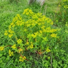 Euphorbia oblongata (Egg-leaf Spurge) at Isaacs Ridge Offset Area - 3 Oct 2021 by Mike