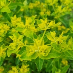 Euphorbia oblongata at Jerrabomberra, ACT - 3 Oct 2021