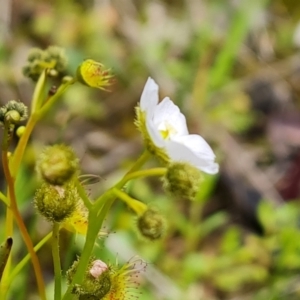 Drosera gunniana at Jerrabomberra, ACT - 3 Oct 2021