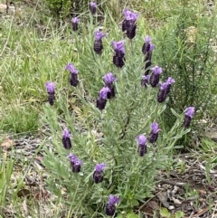 Lavandula stoechas (Spanish Lavender or Topped Lavender) at Bruce, ACT - 3 Oct 2021 by Wen