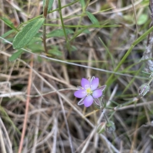 Spergularia rubra at Cotter River, ACT - 3 Oct 2021 01:18 PM