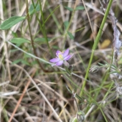 Spergularia rubra at Cotter River, ACT - 3 Oct 2021