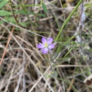 Spergularia rubra at Cotter River, ACT - 3 Oct 2021 01:18 PM