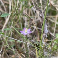 Spergularia rubra at Cotter River, ACT - 3 Oct 2021 01:18 PM