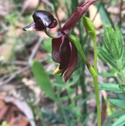 Caleana major (Large Duck Orchid) at Bundanoon, NSW - 2 Oct 2021 by ESP