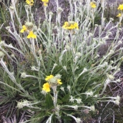 Goodenia glomerata at Bundanoon, NSW - 2 Oct 2021 by ESP