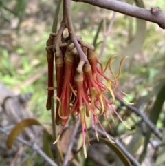 Amyema pendula subsp. pendula (Drooping Mistletoe) at Jerrabomberra, NSW - 3 Oct 2021 by Steve_Bok