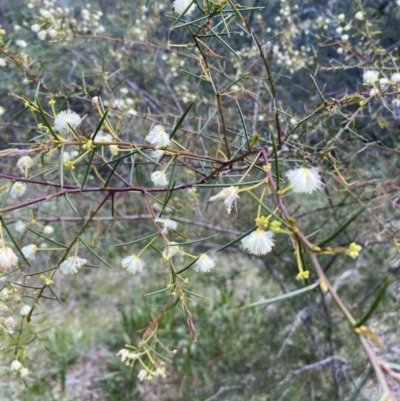 Acacia genistifolia (Early Wattle) at Jerrabomberra, NSW - 3 Oct 2021 by Steve_Bok