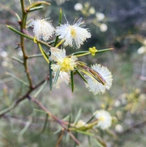 Acacia genistifolia at Jerrabomberra, NSW - 3 Oct 2021 01:55 PM