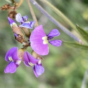 Glycine clandestina at Jerrabomberra, NSW - 3 Oct 2021 01:52 PM