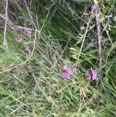 Glycine clandestina at Jerrabomberra, NSW - 3 Oct 2021 01:52 PM