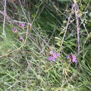 Glycine clandestina at Jerrabomberra, NSW - 3 Oct 2021